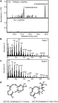 Identification of a Dolabellane Type Diterpene Synthase and other Root-Expressed Diterpene Synthases in Arabidopsis